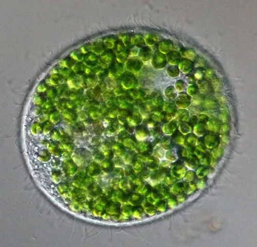 Holophrya ovum