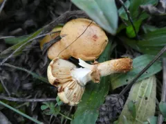 Pholiota lucifera thumbnail 4