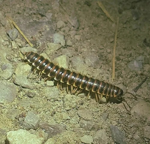 Salmon Cherry Millipede