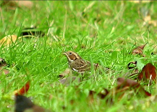 Little Bunting