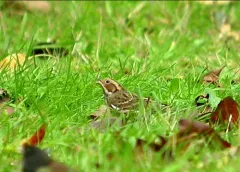 Little Bunting thumbnail 1