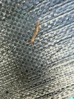 Garden Lithobius thumbnail 2