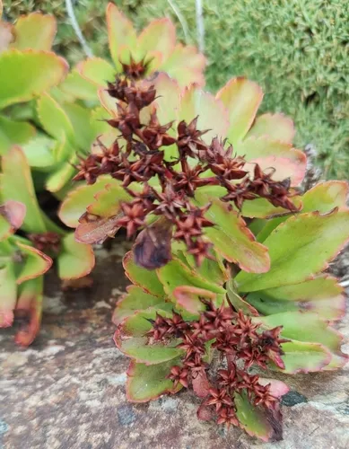 Kamchatka Stonecrop