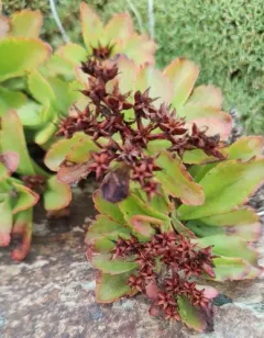 Kamchatka Stonecrop thumbnail 1