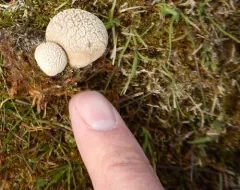 Mosaic puffball thumbnail 4