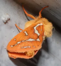 Mathew's Ghost Moth thumbnail 4