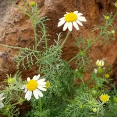 Stinking chamomile thumbnail 3