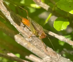 Long-tailed Meadow Katydid thumbnail 4