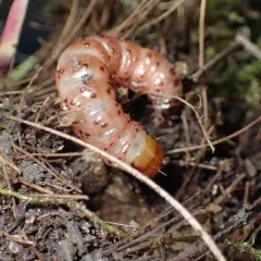 Blazing Star Borer Moth thumbnail 4