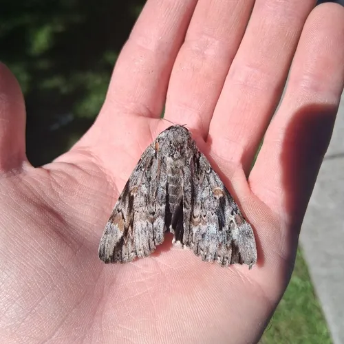 Sad Underwing