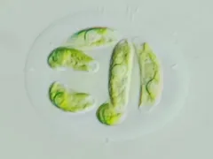 Nephrocytium limneticum thumbnail 1