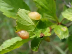 Blaesodiplosis venae thumbnail 2