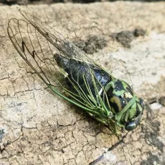 Linne's Cicada thumbnail 4