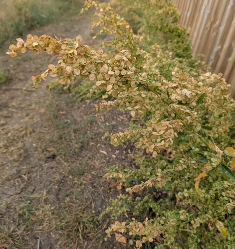 garden orache