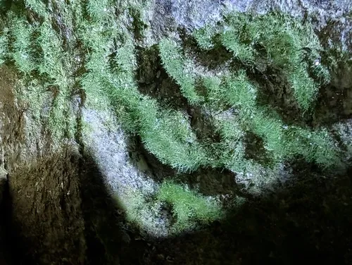 weft fern