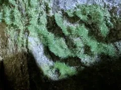 weft fern thumbnail 1