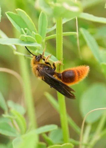 Sphaeropthalma edwardsii