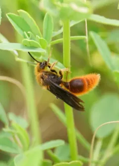 Sphaeropthalma edwardsii thumbnail 1