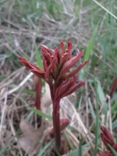 Chinese peony thumbnail 1