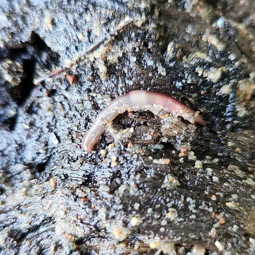 Octagonal-tailed Worm