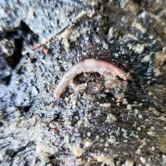 Octagonal-tailed Worm thumbnail 1
