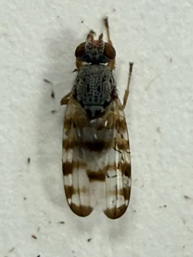 Pseudotephritina cribellum