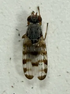 Pseudotephritina cribellum thumbnail 1