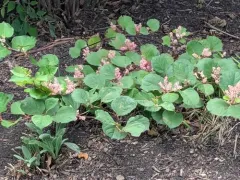Dwarf Knotweed thumbnail 3
