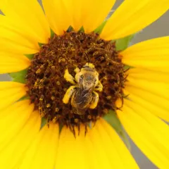Sunflower Chimney Bee thumbnail 2