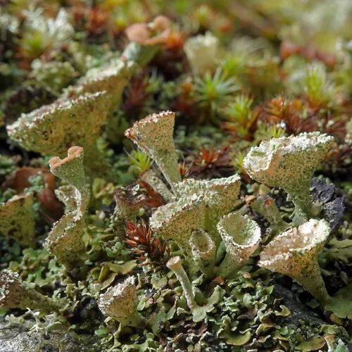Mealy Pixie Cup