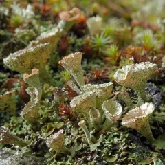 Mealy Pixie Cup thumbnail 1