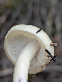 Dripping Slimecap thumbnail 3