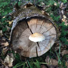 Destructive Pholiota thumbnail 2