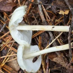 Dripping Slimecap thumbnail 2
