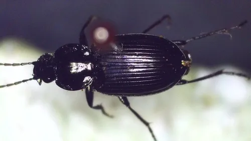 Agonum affine