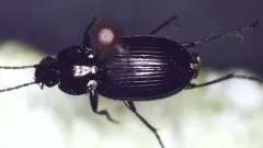 Agonum affine thumbnail 1