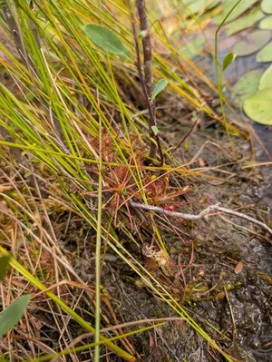 spoonleaf sundew thumbnail 2
