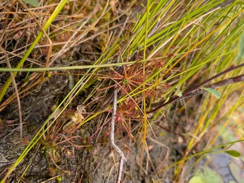 spoonleaf sundew