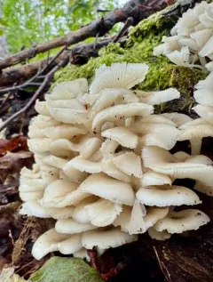 Clitocybula oculus thumbnail 3