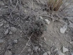 Tweedy's Fleabane thumbnail 4