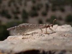 Clathroneuria schwarzi thumbnail 2
