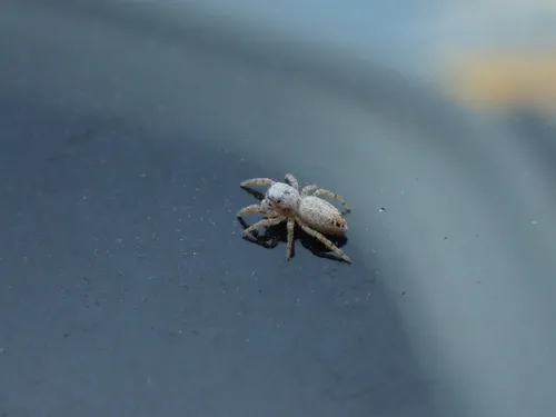 Metaphidippus chera