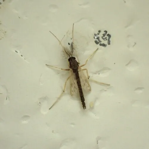 Polypedilum nubifer