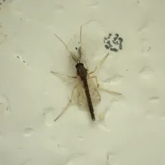 Polypedilum nubifer thumbnail 1