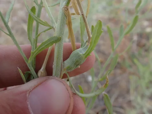 Russian Knapweed Gall Wasp