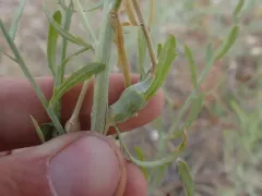 Russian Knapweed Gall Wasp thumbnail 1