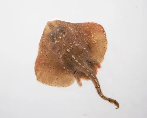 Thorny Skate