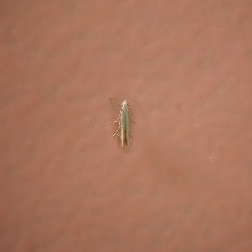 Stereomita andropogonis