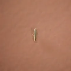 Stereomita andropogonis thumbnail 1