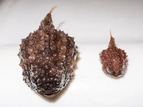 Newfoundland Spiny Lumpsucker